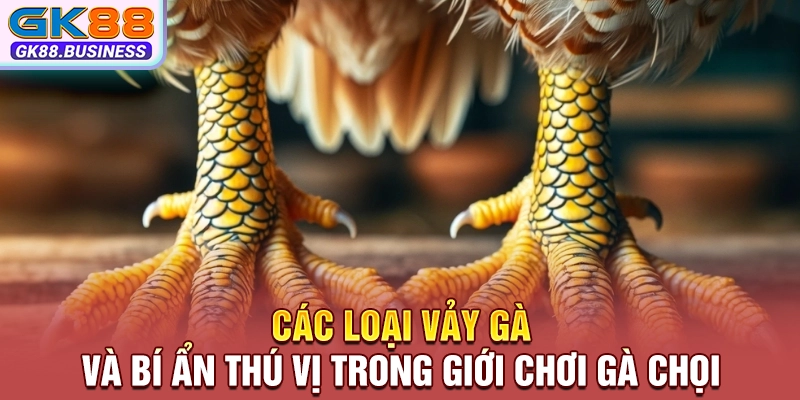 Các Loại Vảy Gà Và Bí Ẩn Thú Vị Trong Giới Chơi Gà Chọi