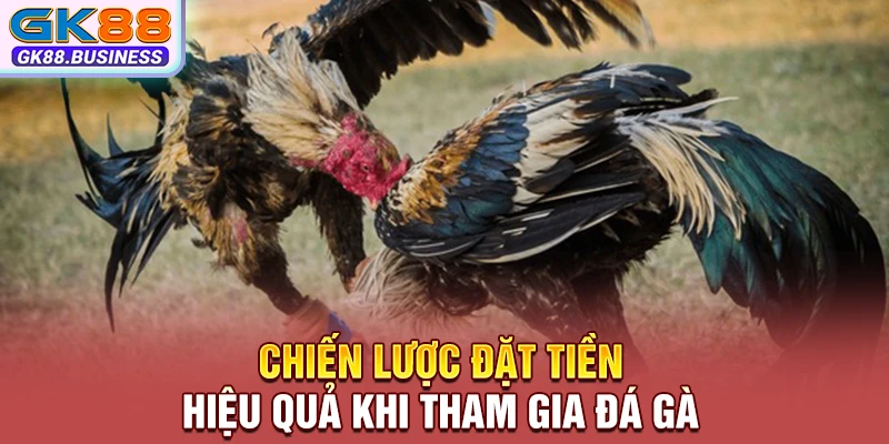 Chiến lược đặt tiền hiệu quả khi tham gia đá gà